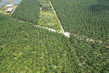 15.23 Arces Agriculture Land For Sale @ Semeling Thye Eng, Sungai Petani, Kedah