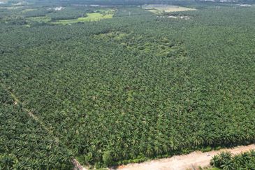 15.23 Arces Agriculture Land For Sale @ Semeling Thye Eng, Sungai Petani, Kedah