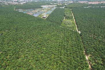 15.23 Arces Agriculture Land For Sale @ Semeling Thye Eng, Sungai Petani, Kedah