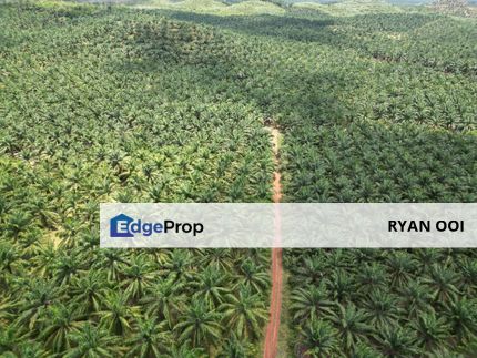 Agriculture Land For Sale, Bukit Selambau, Sungai Petani, Kedah, Pokok Sawit Land, Kedah, Sungai Petani