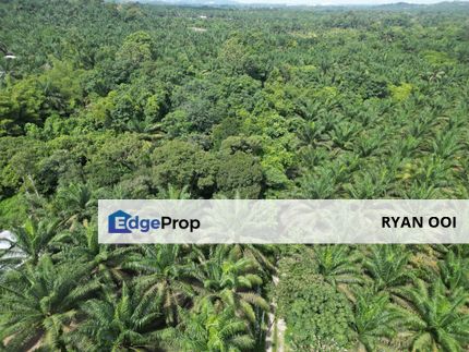 Pokok Sawit Land For Sale, Junjong, Kulim, Kedah, Agriculture Land, Kedah, Kulim