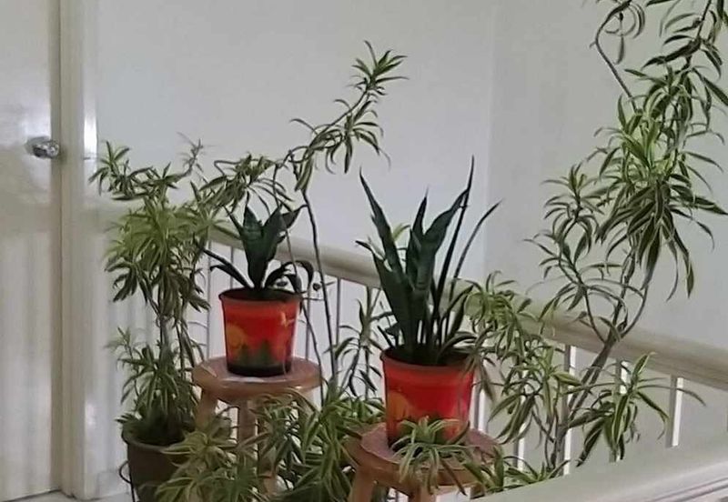 Taman Mutiara Subang