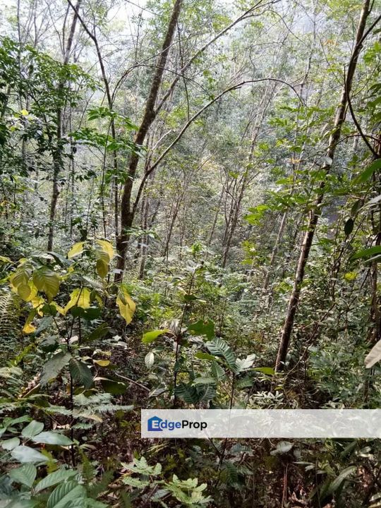  Tanah pertanian 6.09 ekar di Mukim Batu Talam Raub, Pahang, Raub