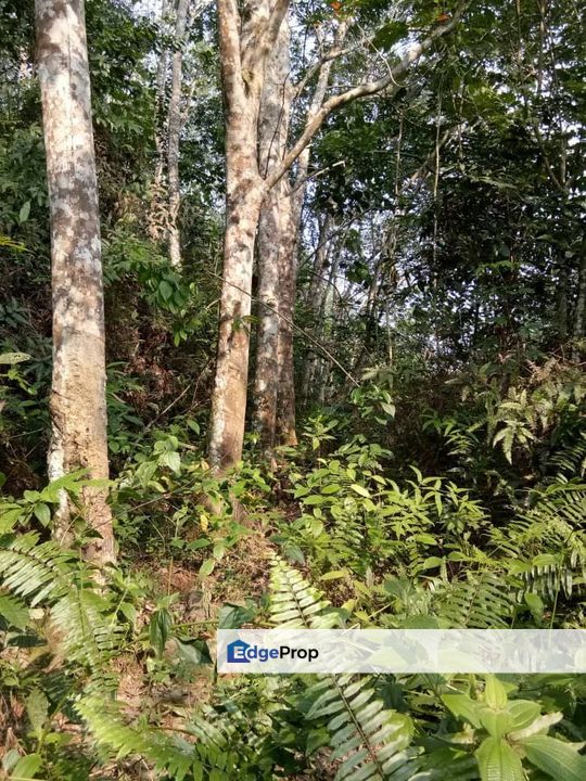  Tanah pertanian 6.09 ekar di Mukim Batu Talam Raub, Pahang, Raub