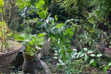 Damansara Heights (Bukit Damansara)