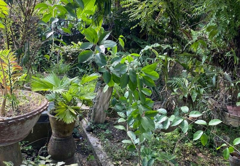 Damansara Heights (Bukit Damansara)