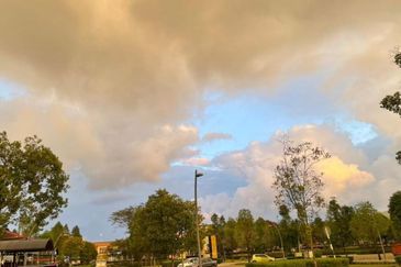 Reesia Elmina Garden