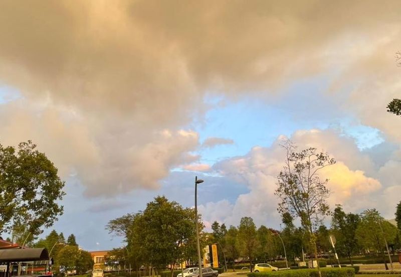 Reesia Elmina Garden