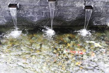 Setia Alam Setia Utama 1