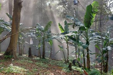 KEBUN DURIAN UNTUK DIJUAL DI BUKIT KEMUNING, KIJAL (SEBELAH MENARA CELCOM), KEMAMAN, TERENGGANU