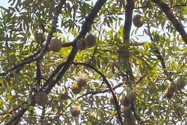 KEBUN DURIAN UNTUK DIJUAL DI BUKIT KEMUNING, KIJAL (SEBELAH MENARA CELCOM), KEMAMAN, TERENGGANU