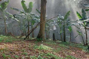 KEBUN DURIAN UNTUK DIJUAL DI BUKIT KEMUNING, KIJAL (SEBELAH MENARA CELCOM), KEMAMAN, TERENGGANU