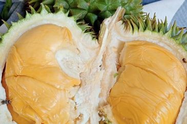 KEBUN DURIAN UNTUK DIJUAL DI BUKIT KEMUNING, KIJAL (SEBELAH MENARA CELCOM), KEMAMAN, TERENGGANU