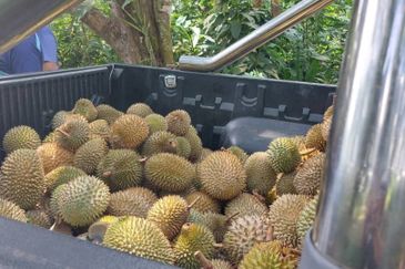 KEBUN DURIAN UNTUK DIJUAL DI BUKIT KEMUNING, KIJAL (SEBELAH MENARA CELCOM), KEMAMAN, TERENGGANU