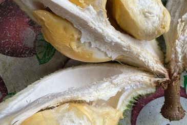 KEBUN DURIAN UNTUK DIJUAL DI BUKIT KEMUNING, KIJAL (SEBELAH MENARA CELCOM), KEMAMAN, TERENGGANU