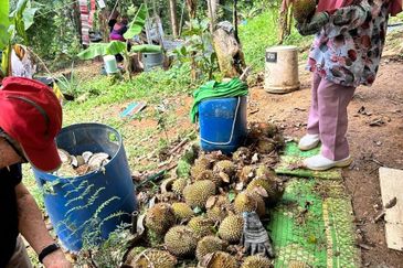 KEBUN DURIAN UNTUK DIJUAL DI BUKIT KEMUNING, KIJAL (SEBELAH MENARA CELCOM), KEMAMAN, TERENGGANU