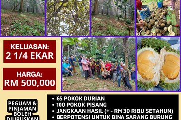 KEBUN DURIAN UNTUK DIJUAL DI BUKIT KEMUNING, KIJAL (SEBELAH MENARA CELCOM), KEMAMAN, TERENGGANU