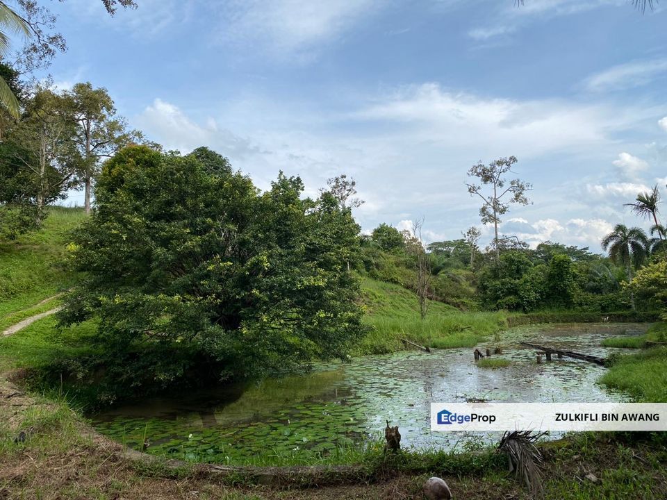 KEBUN DURIAN UNTUK DIJUAL DI 3 KM DARI PEKAN AIR PUTIH (JALAN PUTEH - PADANG KUBU), KEMAMAN, TERENGGANU, Terengganu, Kemaman