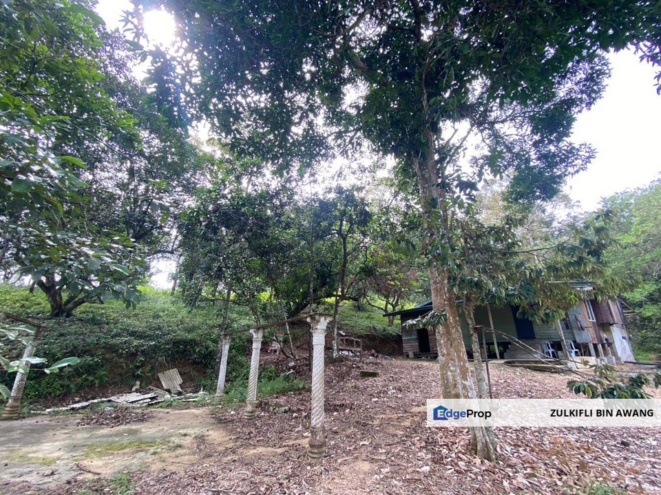 KEBUN DURIAN UNTUK DIJUAL DI 3 KM DARI PEKAN AIR PUTIH (JALAN PUTEH - PADANG KUBU), KEMAMAN, TERENGGANU, Terengganu, Kemaman