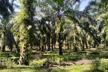 TANAH LOT PERTANIAN UNTUK DIJUAL DI KAMPUNG CHABANG, KERTEH, KEMAMAN, TERENGGANU