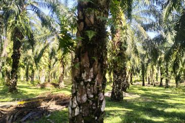 TANAH LOT PERTANIAN UNTUK DIJUAL DI KAMPUNG CHABANG, KERTEH, KEMAMAN, TERENGGANU