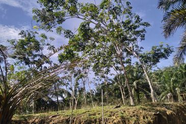 TANAH LOT PERTANIAN UNTUK DIJUAL DI KAMPUNG CHABANG, KERTEH, KEMAMAN, TERENGGANU