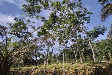 TANAH LOT PERTANIAN UNTUK DIJUAL DI KAMPUNG CHABANG, KERTEH, KEMAMAN, TERENGGANU