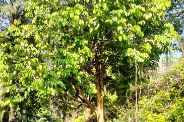 TANAH LOT PERTANIAN UNTUK DIJUAL DI KAMPUNG CHABANG, KERTEH, KEMAMAN, TERENGGANU