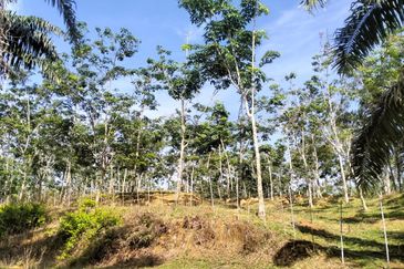 TANAH LOT PERTANIAN UNTUK DIJUAL DI KAMPUNG CHABANG, KERTEH, KEMAMAN, TERENGGANU