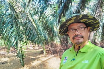 KEBUN SAWIT TEPI JALAN TAR UNTUK DIJUAL DI (DEKAT SEKOLAH SEBERANG TAYOR), KEMAMAN, TERENGGANU