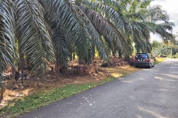 KEBUN SAWIT TEPI JALAN TAR UNTUK DIJUAL DI (DEKAT SEKOLAH SEBERANG TAYOR), KEMAMAN, TERENGGANU