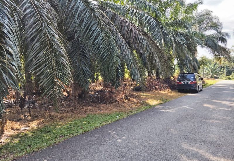 KEBUN SAWIT TEPI JALAN TAR UNTUK DIJUAL DI (DEKAT SEKOLAH SEBERANG TAYOR), KEMAMAN, TERENGGANU