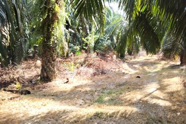 KEBUN SAWIT TEPI JALAN TAR UNTUK DIJUAL DI (DEKAT SEKOLAH SEBERANG TAYOR), KEMAMAN, TERENGGANU