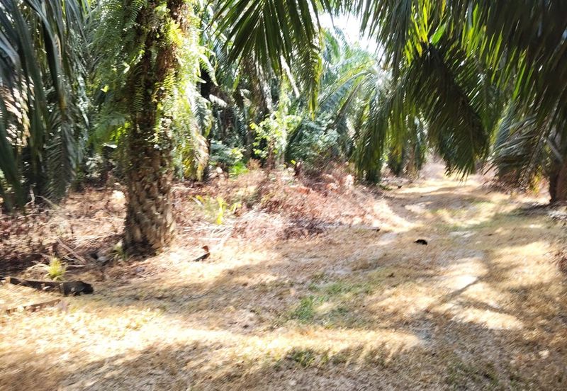 KEBUN SAWIT TEPI JALAN TAR UNTUK DIJUAL DI (DEKAT SEKOLAH SEBERANG TAYOR), KEMAMAN, TERENGGANU