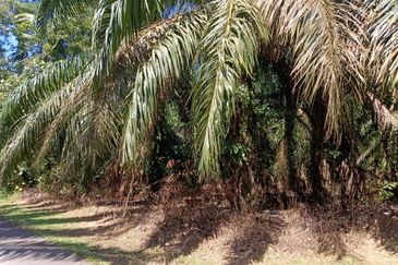 KEBUN SAWIT TEPI JALAN TAR UNTUK DIJUAL DI (DEKAT SEKOLAH SEBERANG TAYOR), KEMAMAN, TERENGGANU