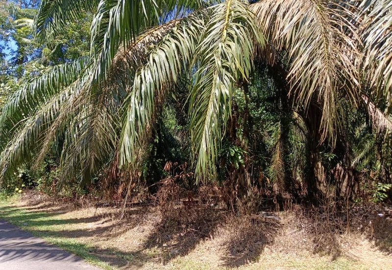 KEBUN SAWIT TEPI JALAN TAR UNTUK DIJUAL DI (DEKAT SEKOLAH SEBERANG TAYOR), KEMAMAN, TERENGGANU
