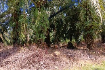 KEBUN SAWIT TEPI JALAN TAR UNTUK DIJUAL DI (DEKAT SEKOLAH SEBERANG TAYOR), KEMAMAN, TERENGGANU