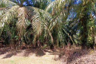 KEBUN SAWIT TEPI JALAN TAR UNTUK DIJUAL DI (DEKAT SEKOLAH SEBERANG TAYOR), KEMAMAN, TERENGGANU