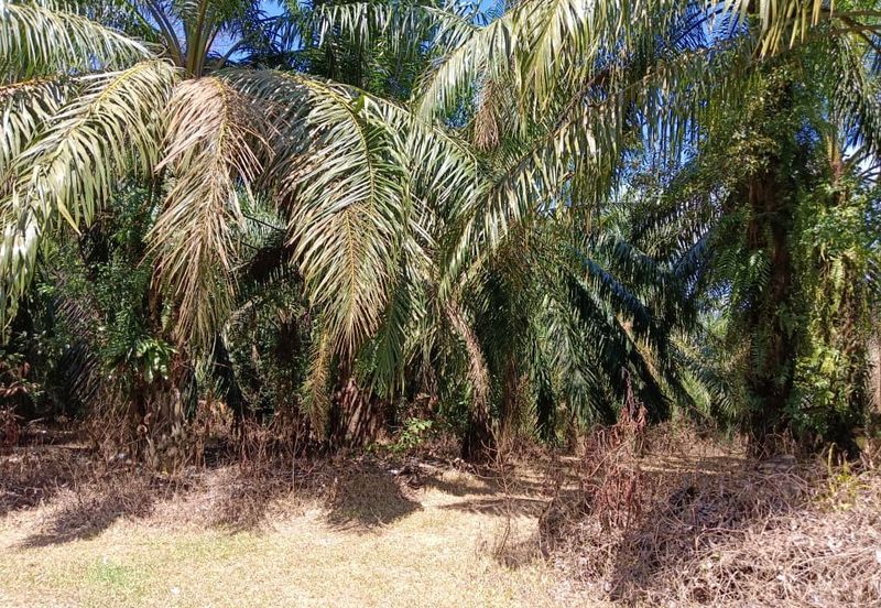 KEBUN SAWIT TEPI JALAN TAR UNTUK DIJUAL DI (DEKAT SEKOLAH SEBERANG TAYOR), KEMAMAN, TERENGGANU