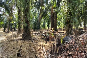 KEBUN SAWIT TEPI JALAN TAR UNTUK DIJUAL DI (DEKAT SEKOLAH SEBERANG TAYOR), KEMAMAN, TERENGGANU