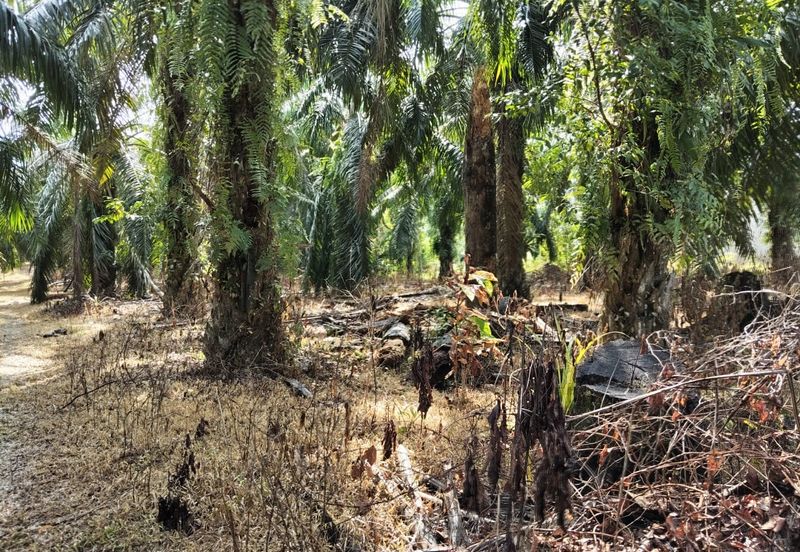 KEBUN SAWIT TEPI JALAN TAR UNTUK DIJUAL DI (DEKAT SEKOLAH SEBERANG TAYOR), KEMAMAN, TERENGGANU