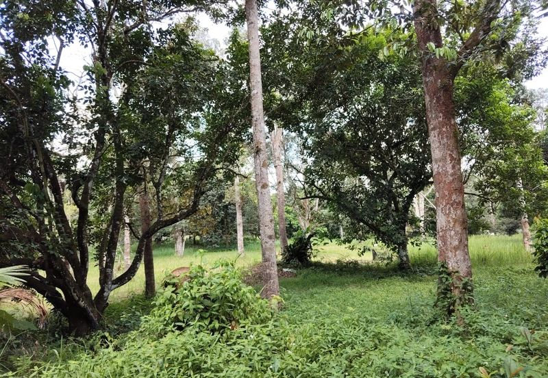 TANAH KEBUN BUAH-BUAHAN UNTUK DIJUAL DI KAMPUNG SERI BANDI, KEMAMAN, TERENGGANU