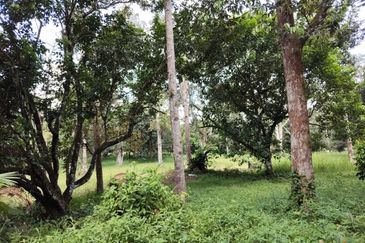 TANAH KEBUN BUAH-BUAHAN UNTUK DIJUAL DI KAMPUNG SERI BANDI, KEMAMAN, TERENGGANU