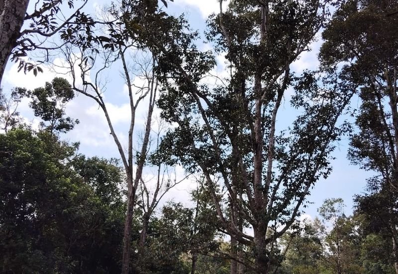 TANAH KEBUN BUAH-BUAHAN UNTUK DIJUAL DI KAMPUNG SERI BANDI, KEMAMAN, TERENGGANU