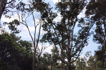 TANAH KEBUN BUAH-BUAHAN UNTUK DIJUAL DI KAMPUNG SERI BANDI, KEMAMAN, TERENGGANU