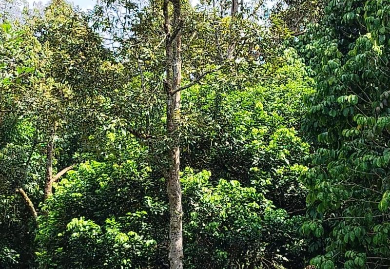 TANAH KEBUN BUAH-BUAHAN UNTUK DIJUAL DI KAMPUNG SERI BANDI, KEMAMAN, TERENGGANU