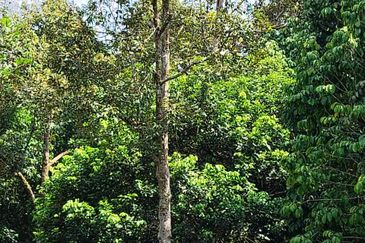 TANAH KEBUN BUAH-BUAHAN UNTUK DIJUAL DI KAMPUNG SERI BANDI, KEMAMAN, TERENGGANU