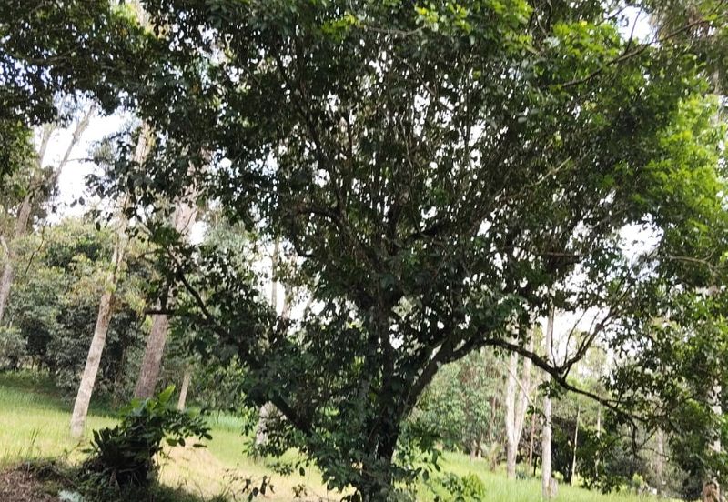 TANAH KEBUN BUAH-BUAHAN UNTUK DIJUAL DI KAMPUNG SERI BANDI, KEMAMAN, TERENGGANU