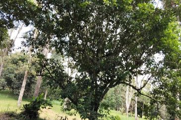 TANAH KEBUN BUAH-BUAHAN UNTUK DIJUAL DI KAMPUNG SERI BANDI, KEMAMAN, TERENGGANU