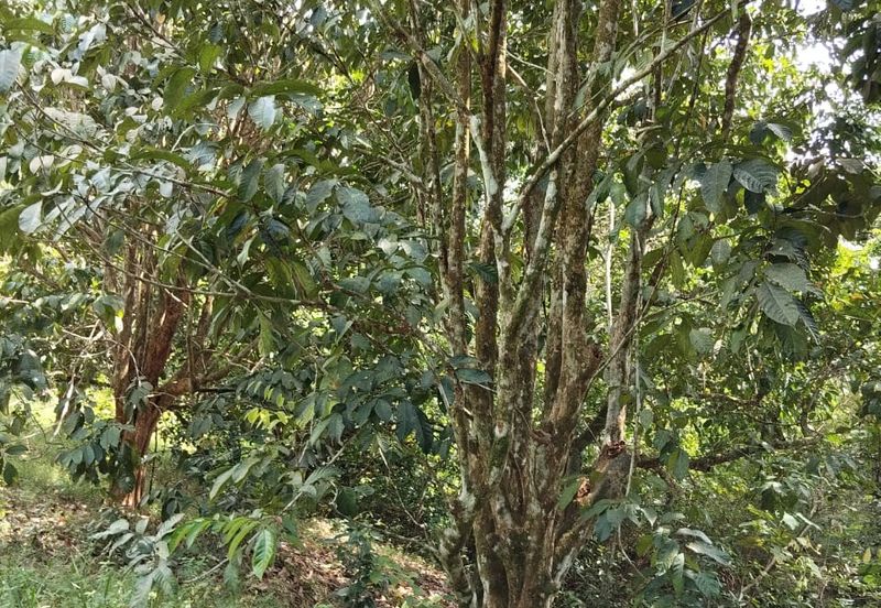 TANAH KEBUN BUAH-BUAHAN UNTUK DIJUAL DI KAMPUNG SERI BANDI, KEMAMAN, TERENGGANU